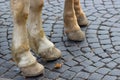 Image with pair of white horse hooves on a block pavement.