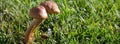 Image of a pair of wild fingos in a green meadow during the harvest. Banner