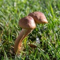 Image of a pair of wild fingos in a green meadow during the harvest