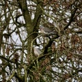 Wood pigeons in a tree Royalty Free Stock Photo