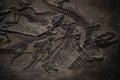 Image of paleontological museum stone dinosaur