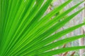 Image of palm leaf background theme Royalty Free Stock Photo