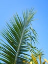 palm leaf, coconut leaves against a blue sky