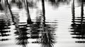image palm tree black and white Royalty Free Stock Photo