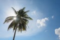 An image of palm trees in the blue sunny sky