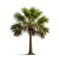 Image of palmetto tree on white background. Illustration, Generative AI Royalty Free Stock Photo
