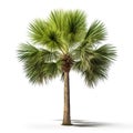 Image of palmetto tree on white background. Illustration, Generative AI Royalty Free Stock Photo