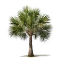 Image of palmetto tree on white background. Illustration, Generative AI Royalty Free Stock Photo