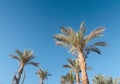 Palms against sky