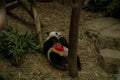 Image of a panda on nature background laying and eating bamboo Royalty Free Stock Photo