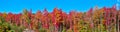 Panorama of forest edge showcasing variety of fall colors