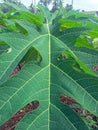 image of papaya tree leaf texture Royalty Free Stock Photo