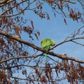 Parakeet preening in a tree Royalty Free Stock Photo