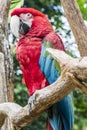 Image of a parakeet with red plumage with blue that is on a wooden trunk