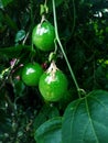An image of Passion-fruit hanging from its branches