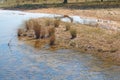 CLUMPS OF GRASS GROWING ON A PATCH OF SAND IN A RIVER