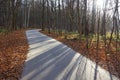 Image of path in autumn park in sunny day with beautiful shadows on road Royalty Free Stock Photo