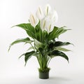 Image of peace lily flower on white background. Flowers., Nature Royalty Free Stock Photo