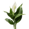 Image of peace lily flower on white background. Flowers., Nature Royalty Free Stock Photo