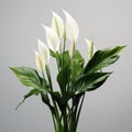 Image of peace lily flower on white background. Flowers., Nature Royalty Free Stock Photo