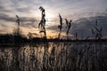 A image of a peacful quiet lake at sunset, reeds in the foreground silhouetted againt the light