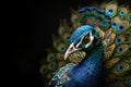 Image of a peacock with beautiful bright colors., Bird, Wildlife Animals