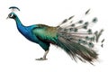 Image of peacock on a white background. Bird. Animals. Illustration, generative AI Royalty Free Stock Photo