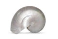 Image of pearl shell of a nautilus pompilius on a white background. Sea shells. Undersea Animals Royalty Free Stock Photo