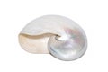 Image of pearl shell of a nautilus pompilius on a white background. Sea shells. Undersea Animals Royalty Free Stock Photo