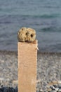 Natural stone with holes, chicken god, dog god, dog`s happiness. Royalty Free Stock Photo