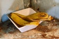 EMPTY LIMP BANANA PEEL IN A CERAMIC BOWL Royalty Free Stock Photo