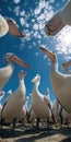 Image of pelicans on a sandy beach, congregating and looking down at the phone screen Clear blue sky with wispy clouds in Royalty Free Stock Photo