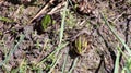 Image of Pelophylax esculentus The hybrid ditch frog, also known as a common frog or green frog, is an amphibian of the Ranidae fa