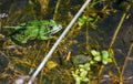 Image of Pelophylax esculentus The hybrid ditch frog, also known as a common frog or green frog, is an amphibian of the Ranidae fa