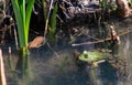 Image of Pelophylax esculentus The hybrid ditch frog, also known as a common frog or green frog, is an amphibian of the Ranidae fa