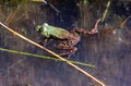 Image of Pelophylax esculentus The hybrid ditch frog, also known as a common frog or green frog, is an amphibian of the Ranidae fa