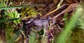 Image of Pelophylax esculentus The hybrid ditch frog, also known as a common frog or green frog, is an amphibian of the Ranidae fa