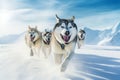 An image of a perfectly aligned team of sled dogs, each wearing their dog sledding harnesses