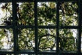 Through the pergola garden covered with green foliage and backlight effect