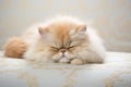 Image of persian cat sleeping lying on a mattress. Pet. Animals