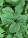 Image and photo of rubus foliosus weihe plant