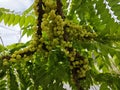 Phyllanthus acidus clusters of gooseberries sprouting from the stem.