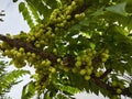 Phyllanthus acidus clusters of gooseberries sprouting from the stem.