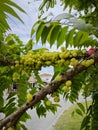 Phyllanthus acidus clusters of gooseberries sprouting from the stem.