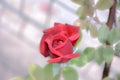 Image picture of a beautiful rose flower with a red bud with dew drops on a blurred background of leaves and a stem Royalty Free Stock Photo