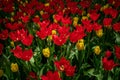 Image of a picturesque park featuring an array of vivid and vibrant tulips in shades of red