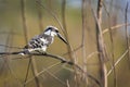 Image of Pied Kingfisher Ceryle rudis on the branch on nature