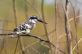 Image of Pied Kingfisher Ceryle rudis on the branch.