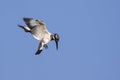 Image of Pied Kingfisher Ceryle rudis male hovering. Royalty Free Stock Photo