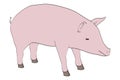 Image of pig animal